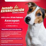 POR UNA TENENCIA RESPONSABLE, ARIADNA AYALA, INVITA A JORNADA DE ESTERILIZACIÓN ESTE 25 DE FEBRERO EN ATLIXCO