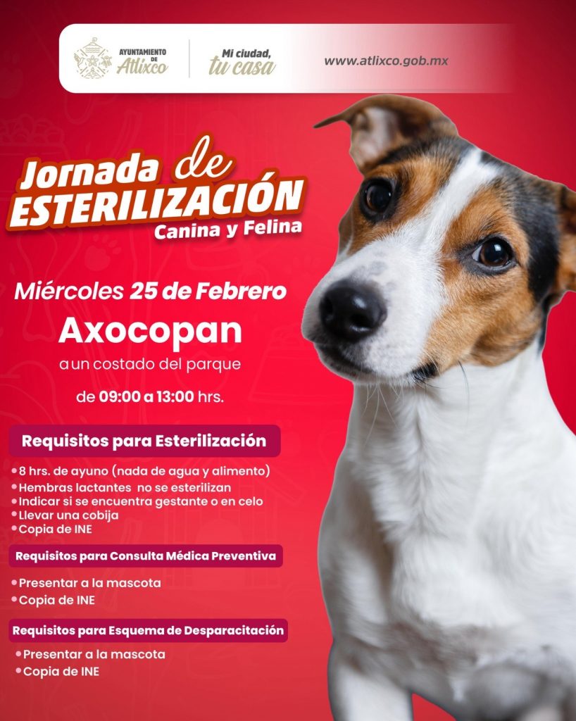 POR UNA TENENCIA RESPONSABLE, ARIADNA AYALA, INVITA A JORNADA DE ESTERILIZACIÓN ESTE 25 DE FEBRERO EN ATLIXCO