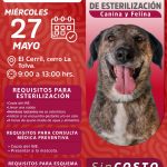 AMAR ES ESTERILIZAR: ARIADNA AYALA PROMUEVE JORNADA DE CUIDADO ANIMAL EN ATLIXCO.